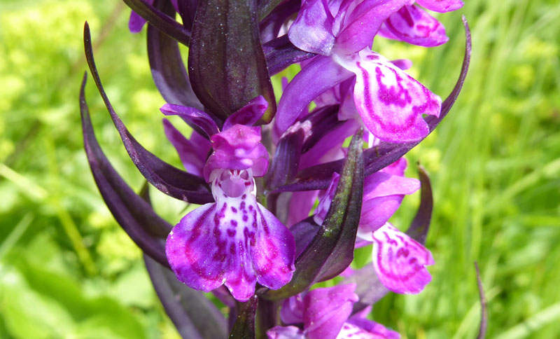 Dactylorhiza majalis subsp. alpestris ?....Passo Staulanza